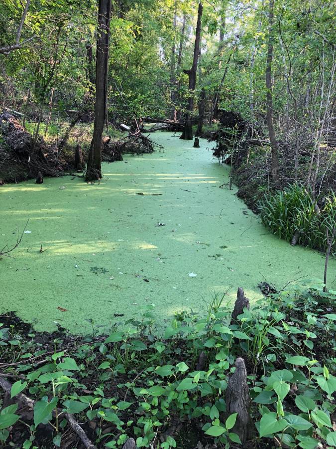 HLRBO Hunting Lease 2 acres in Pender County,North Carolina