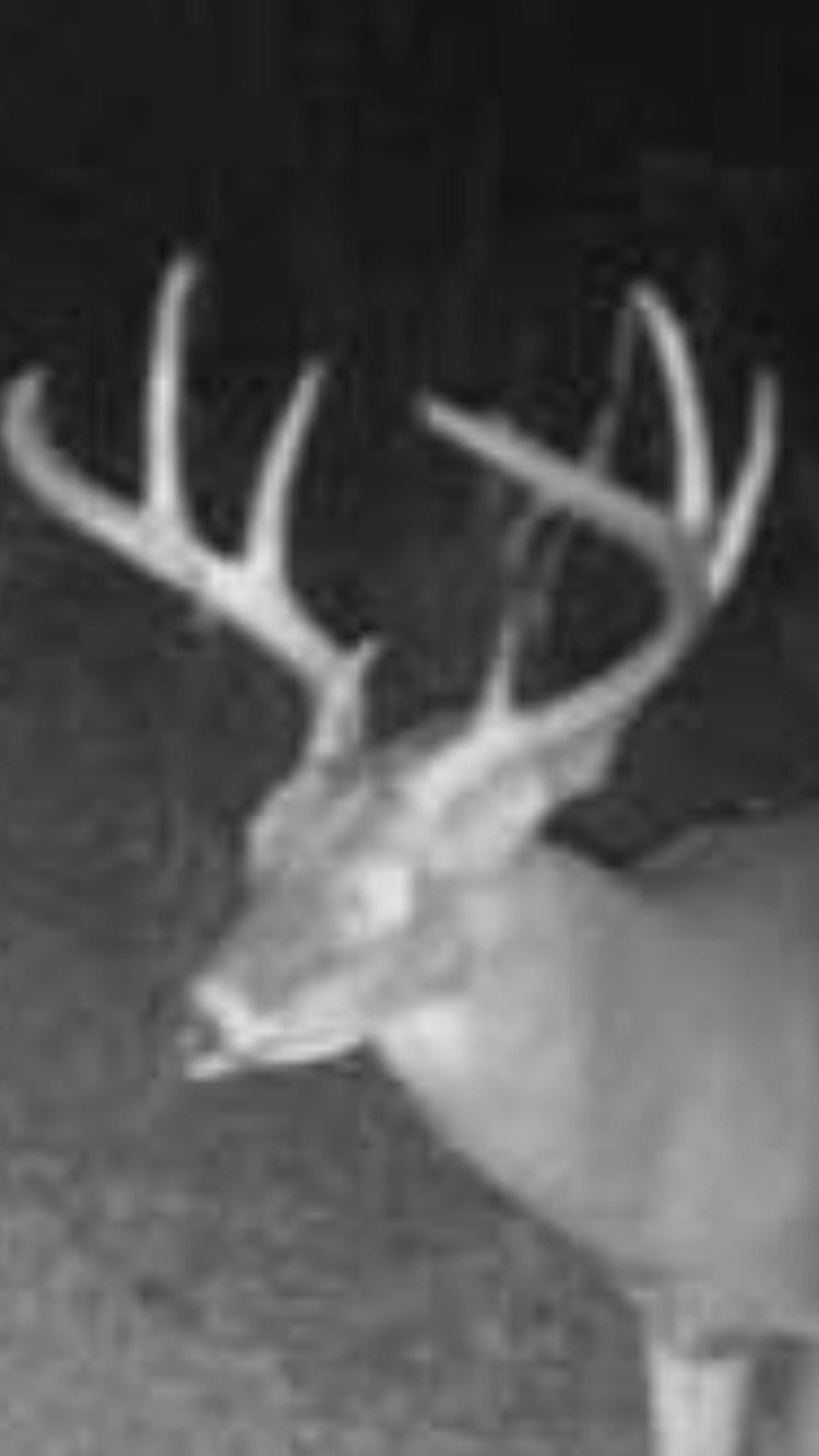 HLRBO Hunting Lease 120 acres in Chesterfield County,South Carolina