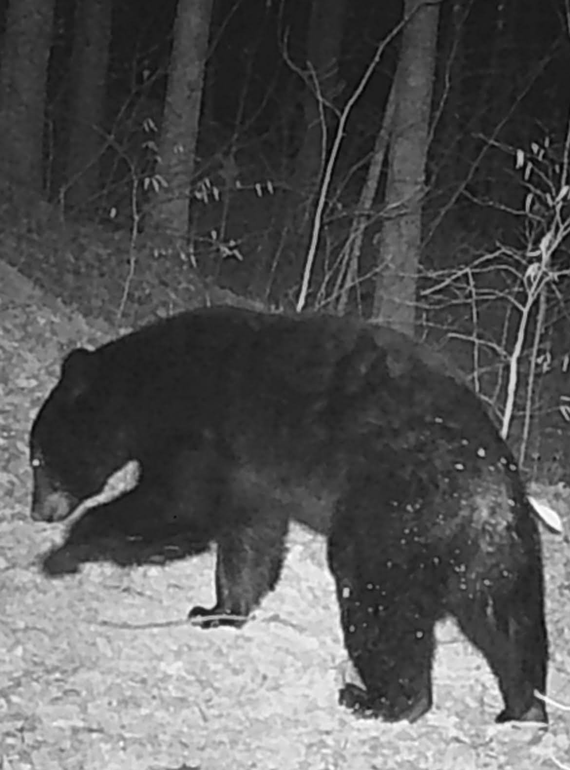 HLRBO Hunting Lease 7000 acres in Martin County,Kentucky