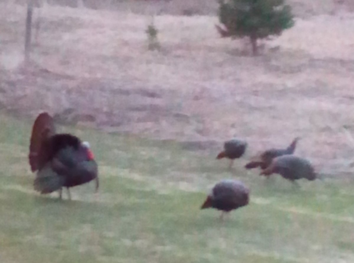 HLRBO Hunting Lease 21 acres in Shawano County,Wisconsin