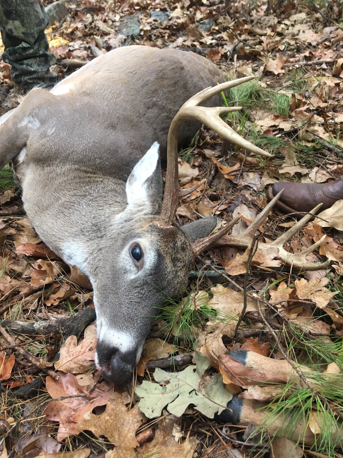 HLRBO Pittsburg,Oklahoma Hunting Lease 150.00 Per Day