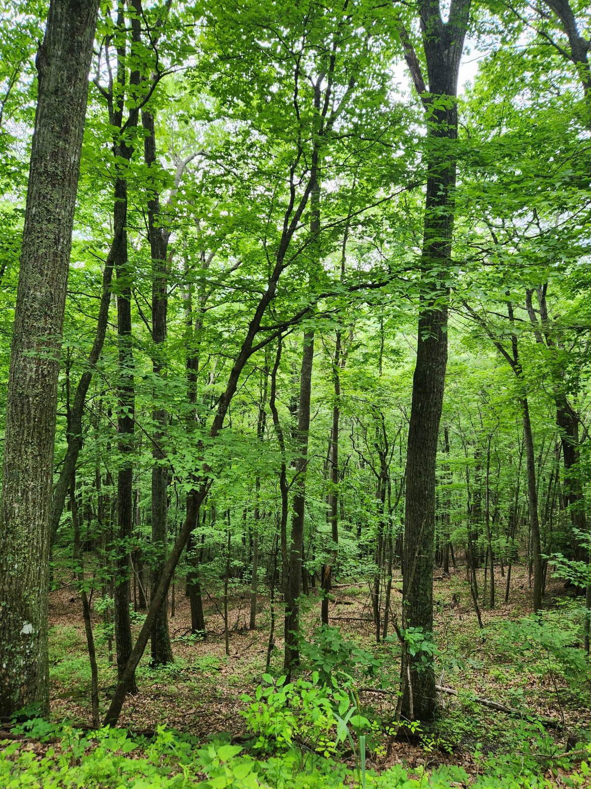 HLRBO Hunting Lease 123 acres in Greenbrier County,West Virginia