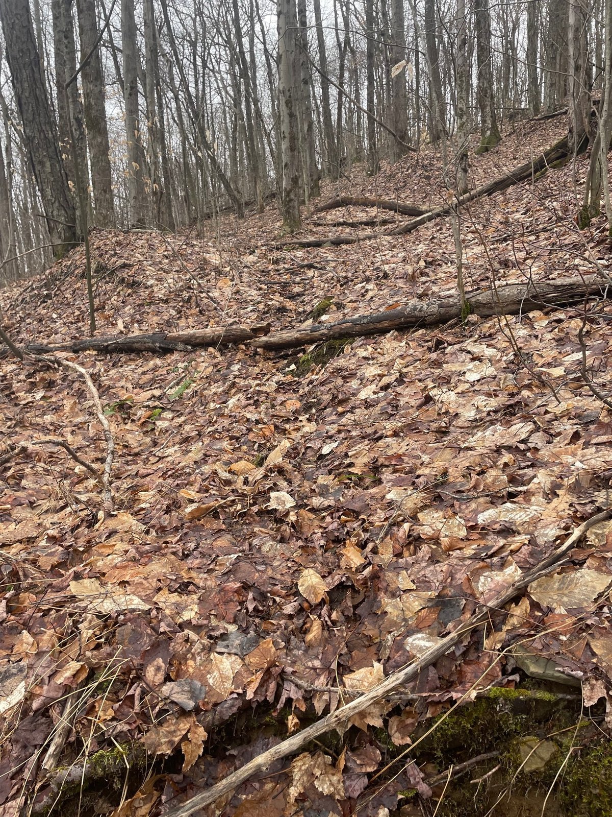 HLRBO Hunting Lease 41 acres in Allegany County,New York