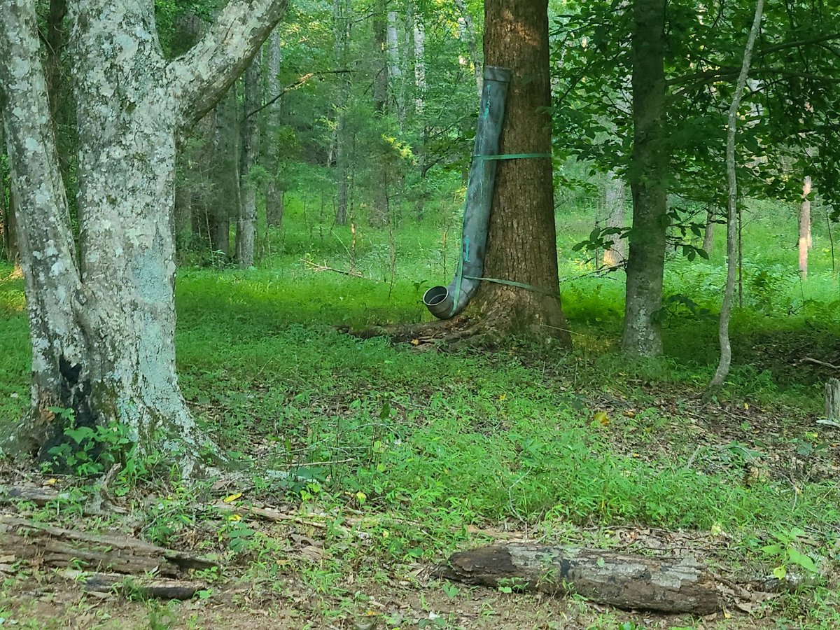 HLRBO Hunting Lease 116 acres in Amherst County,Virginia