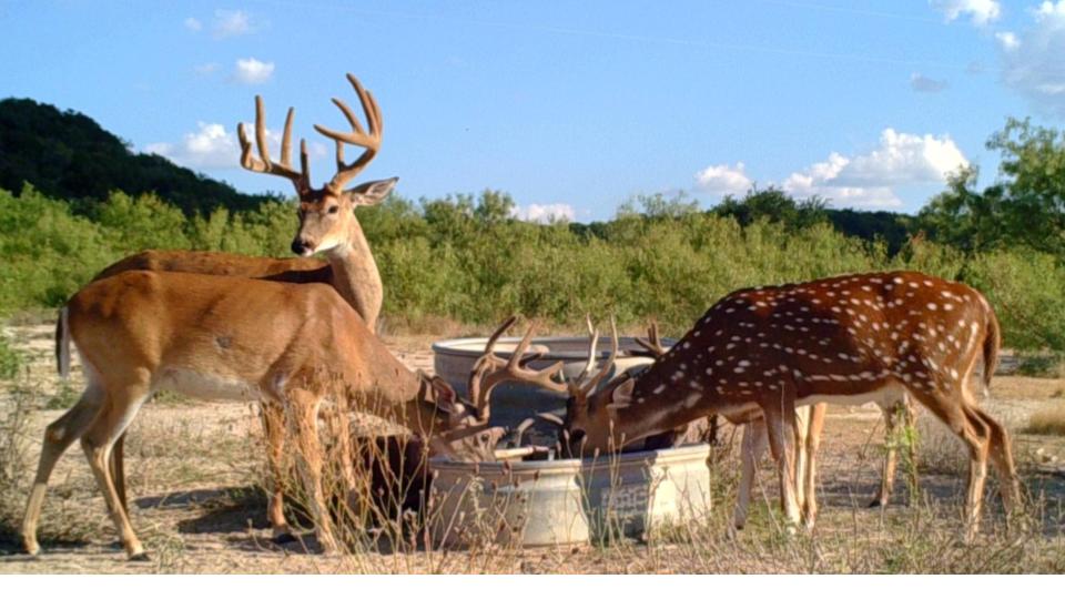 HLRBO Hunting Lease 2400 acres in Kimble County,Texas