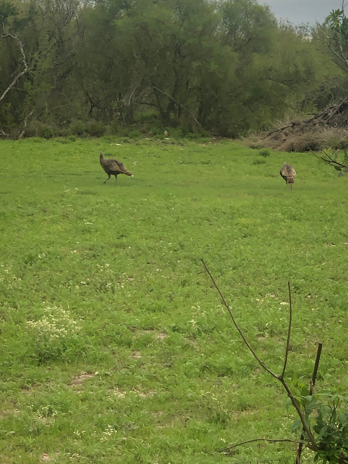 HLRBO Hunting Lease 264 acres in Duval County,Texas