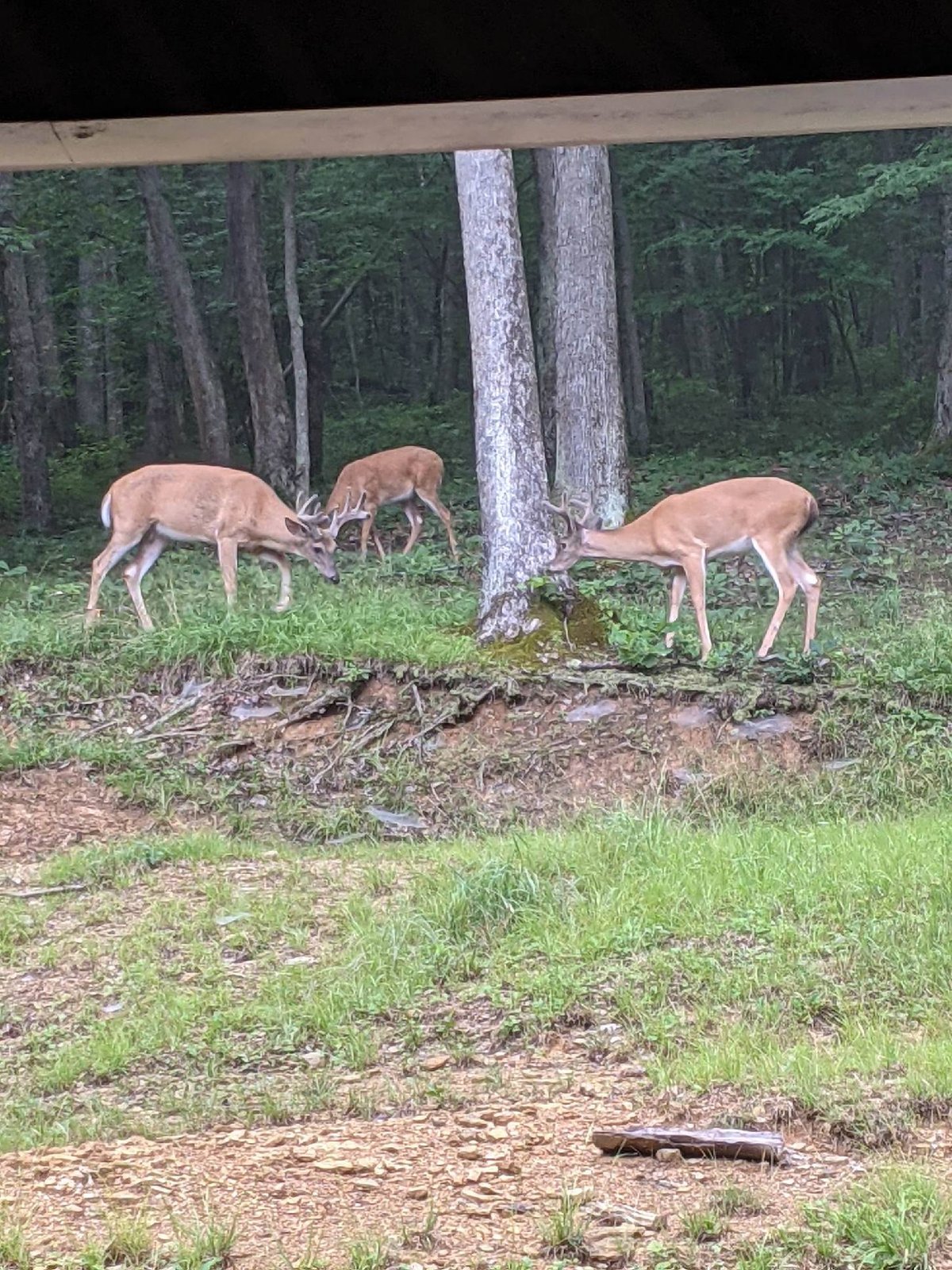 HLRBO Hunting Lease 120 acres in Fayette County,Pennsylvania