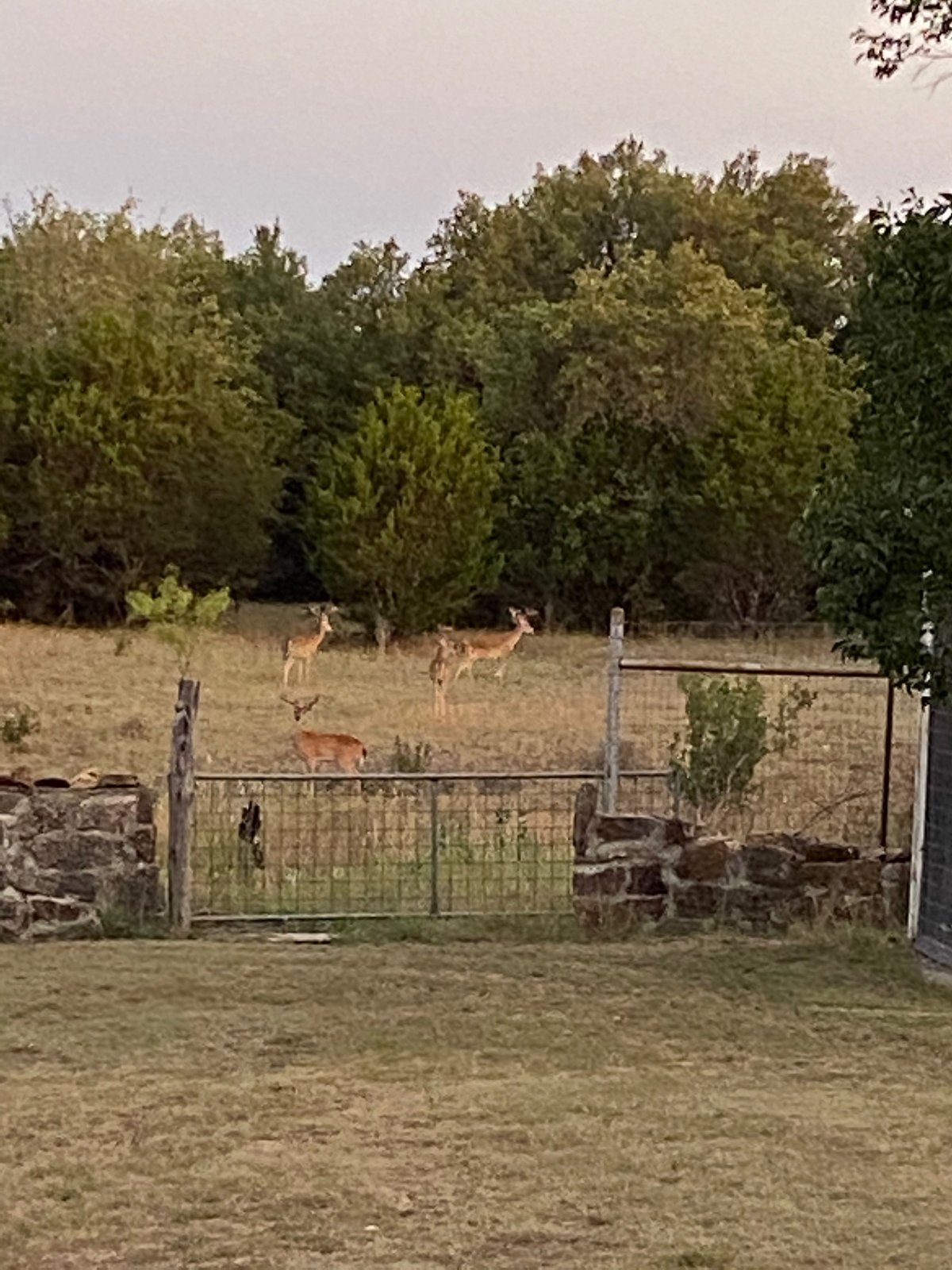 HLRBO Hunting Lease 600 acres in San Saba County,Texas