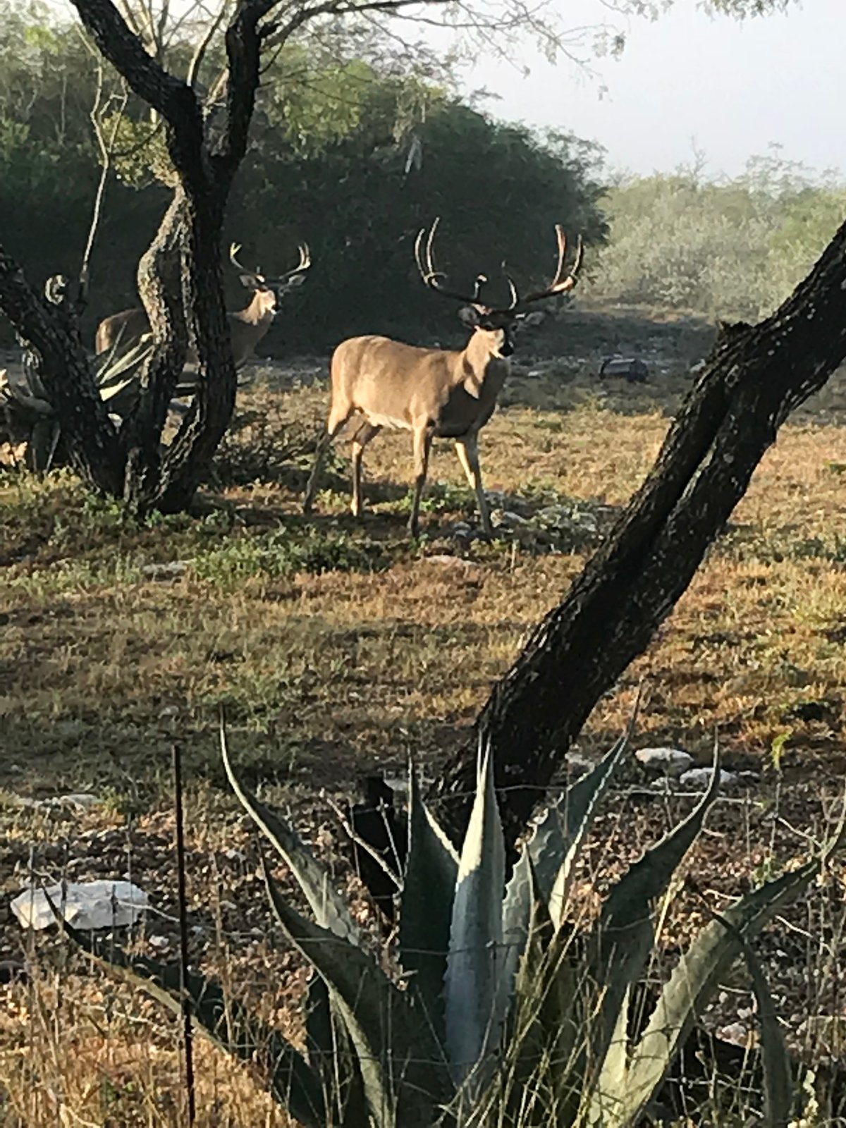 HLRBO Hunting Lease 264 acres in Duval County,Texas