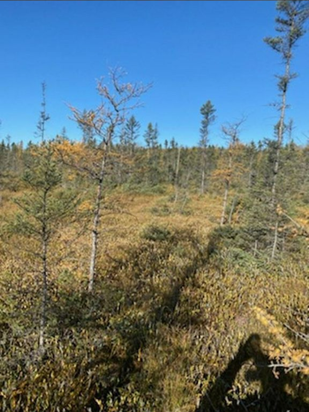 HLRBO Hunting Lease 40 acres in Price County,Wisconsin