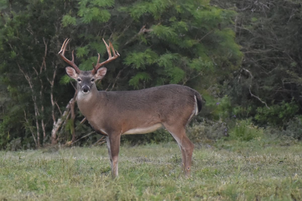 HLRBO Hunting Lease 264 acres in Duval County,Texas
