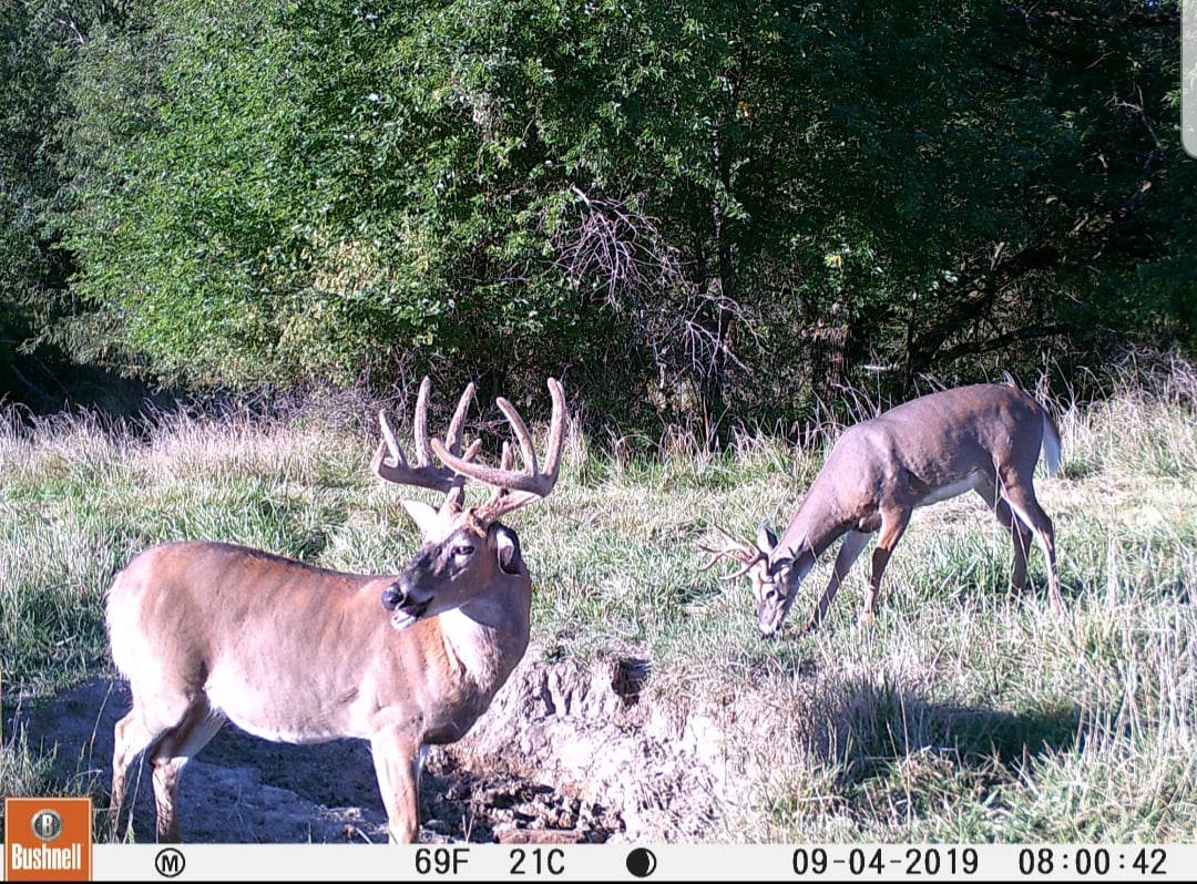 HLRBO Hunting Lease 60 acres in Iowa County,Iowa