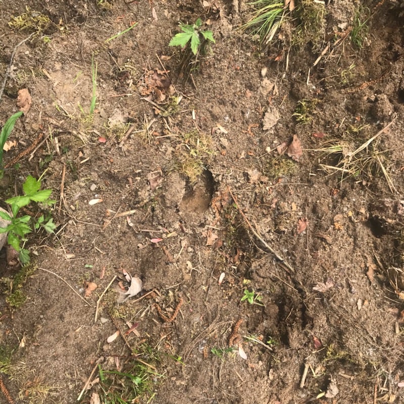 HLRBO Hunting Lease 33 acres in Mecosta County,Michigan