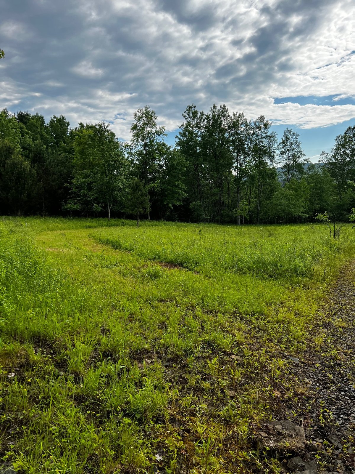HLRBO Hunting Lease 130 acres in Allegany County,New York