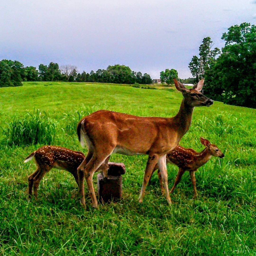 HLRBO Hunting Lease 130 acres in Williamson County,Tennessee