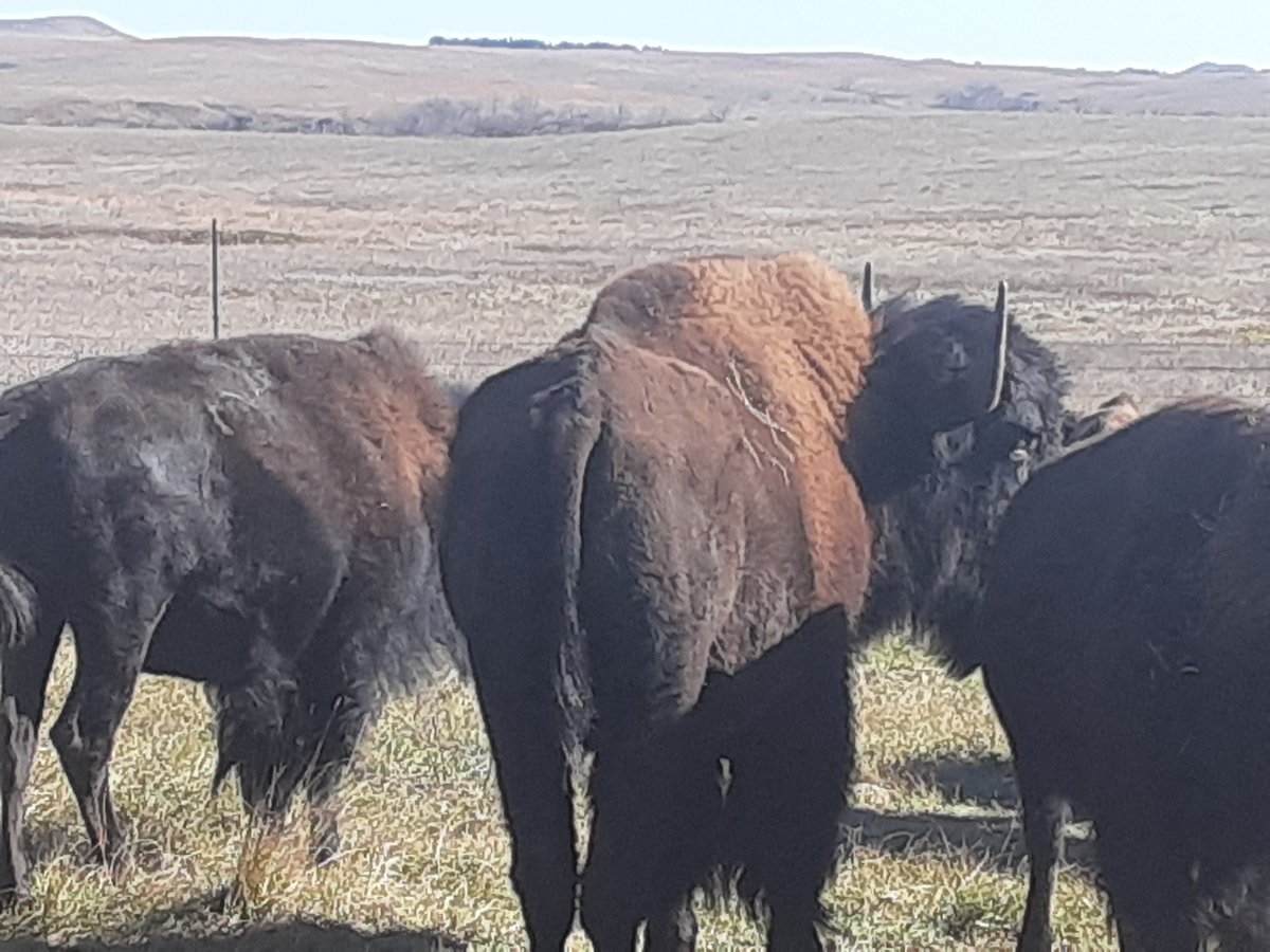 HLRBO Dewey,South Dakota Hunting Lease 12,000.00 Per Season