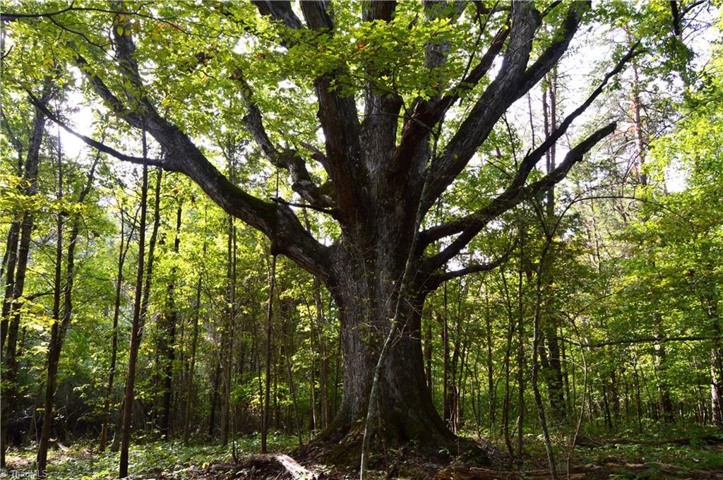 HLRBO Hunting Lease 37 acres in Stokes County,North Carolina