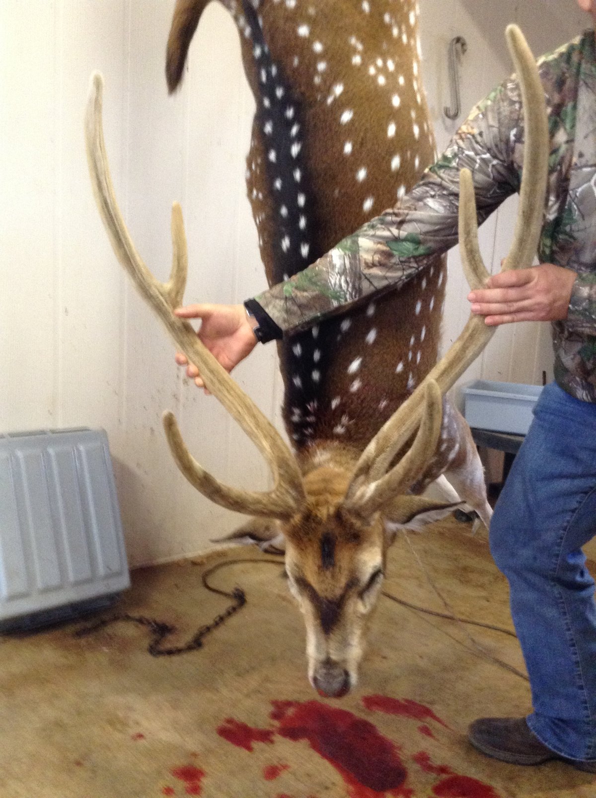 HLRBO Hunting Lease 260 acres in Gillespie County,Texas