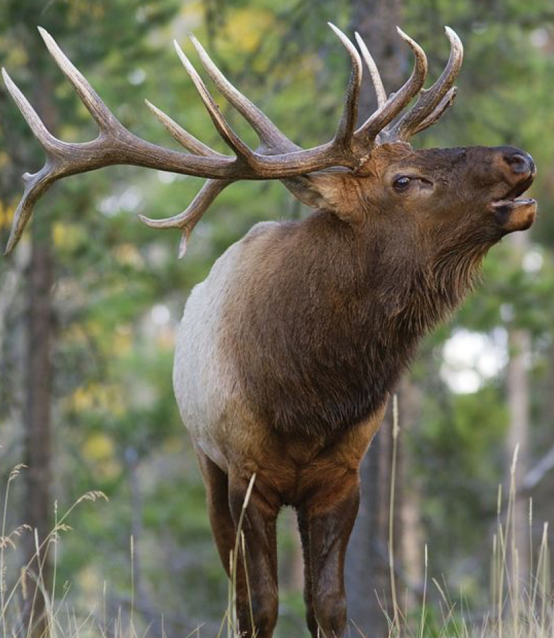 Hlrbo Moffat Colorado Hunting Lease 495 00 Per Day - Diy Elk Hunting Craig Colorado Hlrbo Moffat Colorado Hunting Lease 495 00 Per Day - Diy Elk Hunting Craig Colorado