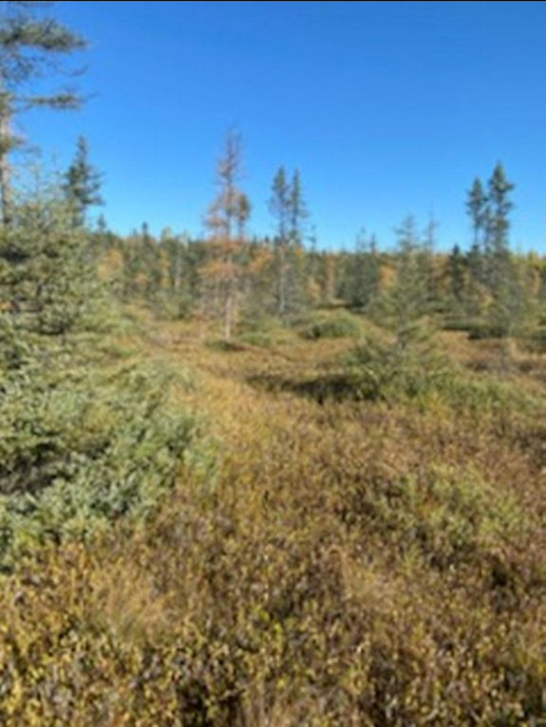 HLRBO Hunting Lease 40 acres in Price County,Wisconsin