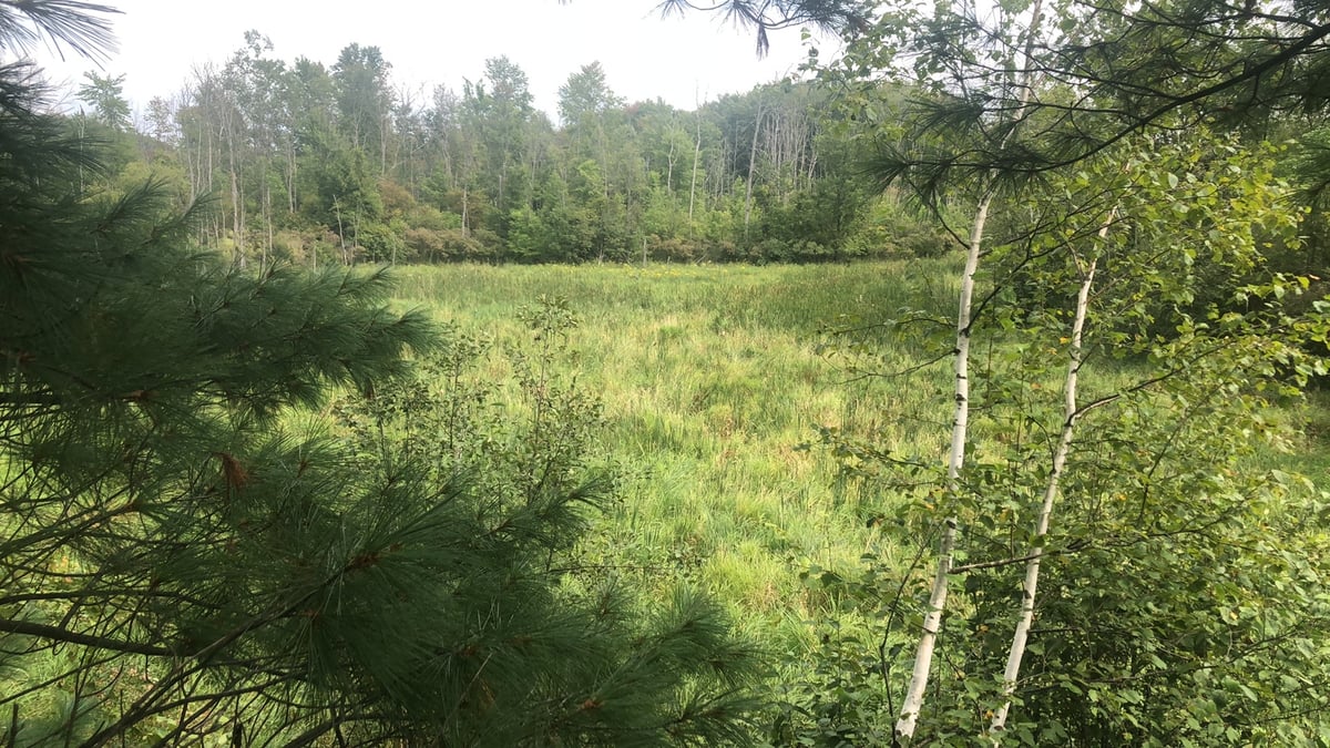 HLRBO Hunting Lease 80 acres in Ogemaw County,Michigan
