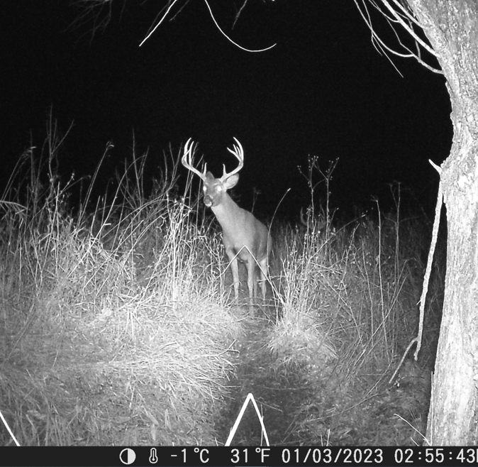 HLRBO Hunting Lease 175 acres in Wayne County,Iowa