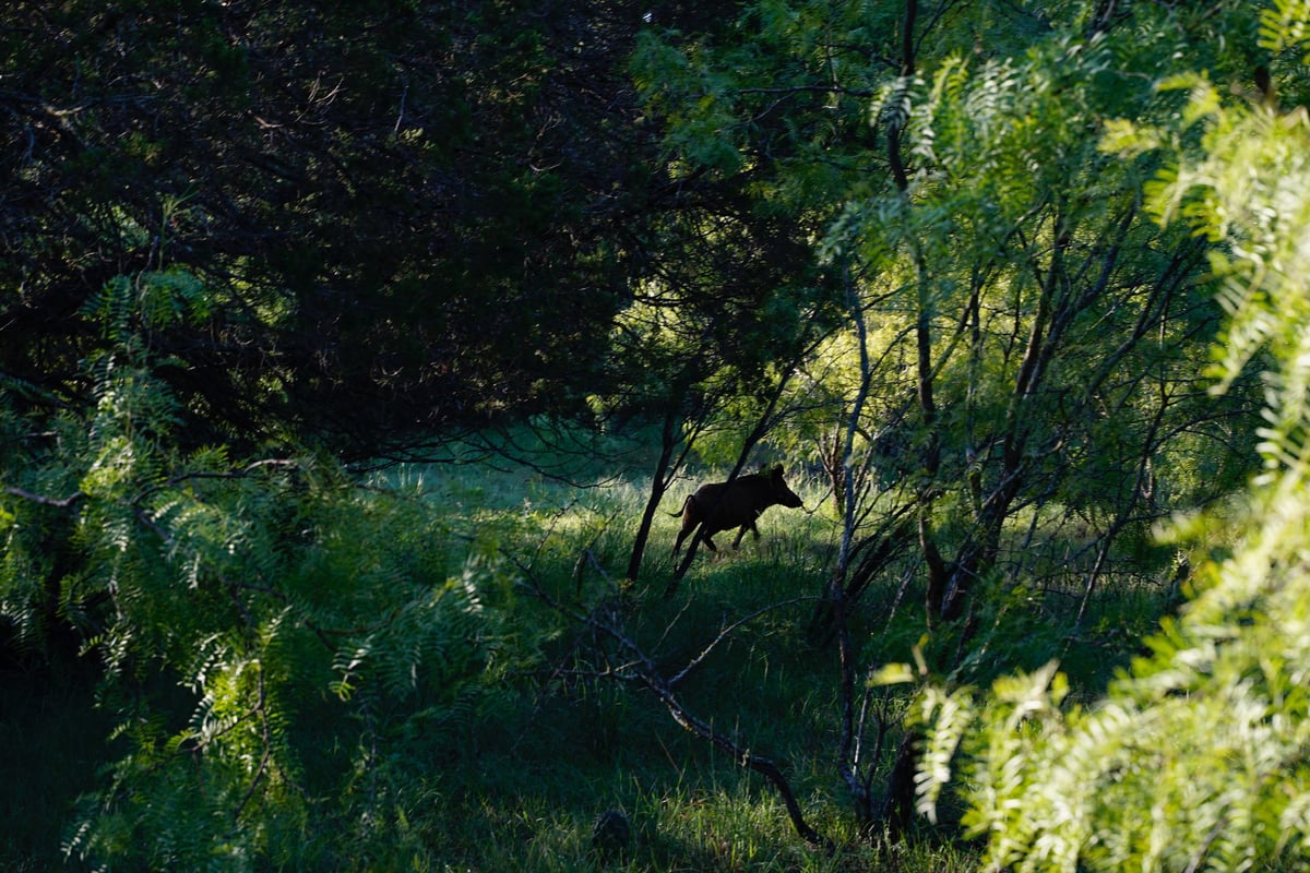 HLRBO Hunting Lease 600 acres in San Saba County,Texas