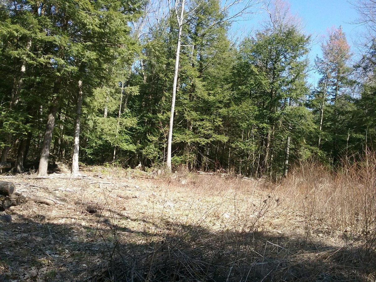 HLRBO Hunting Lease 310 acres in Steuben County,New York