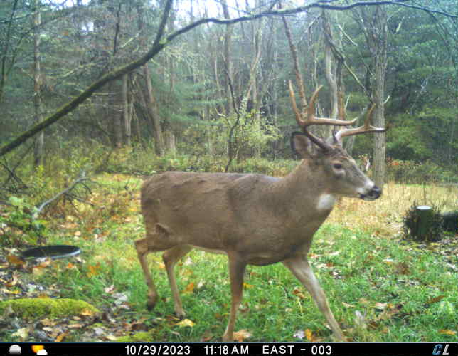 HLRBO Hunting Lease 60 acres in Broome County,New York