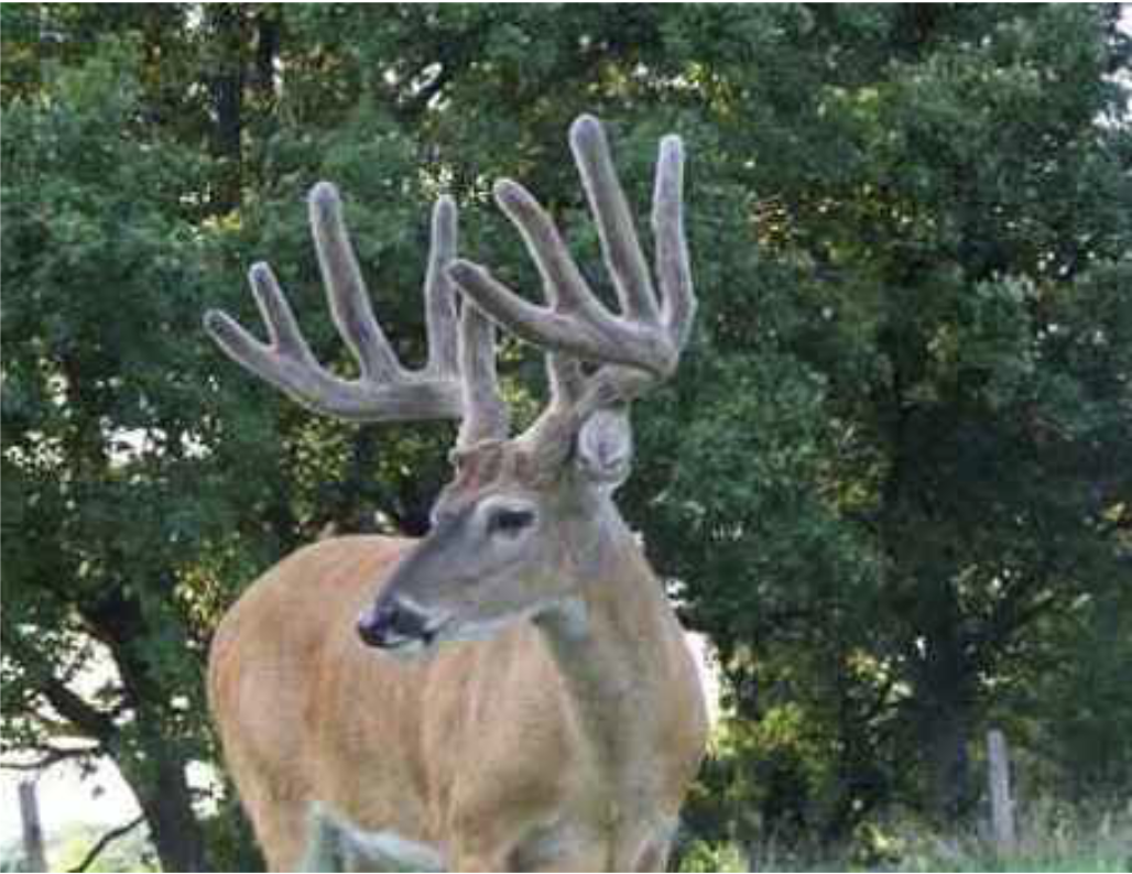 HLRBO Hunting Lease 200 acres in Coshocton County,Ohio