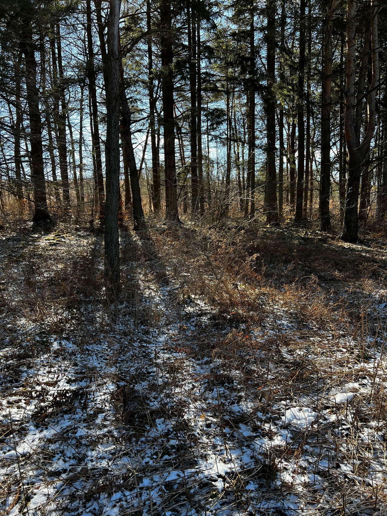 HLRBO Hunting Lease 191 acres in Allegany County,New York