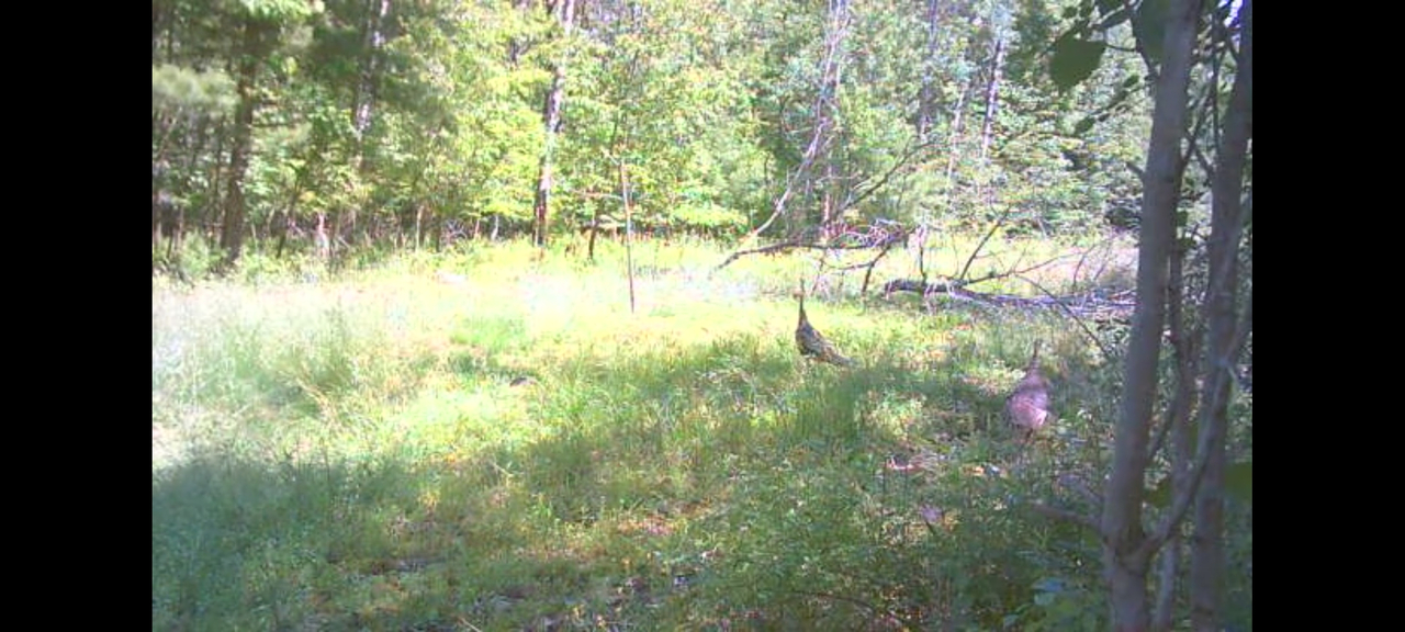 HLRBO Hunting Lease 60 acres in Broome County,New York