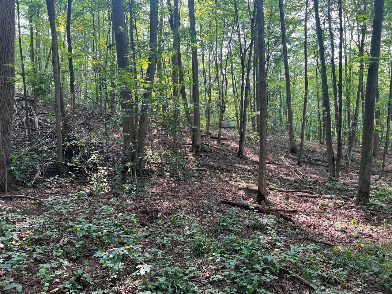 HLRBO Hunting Lease 230 acres in Allegany County,New York