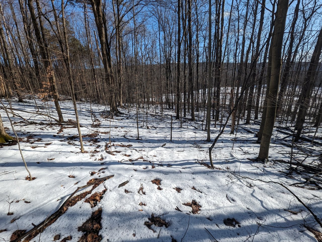 HLRBO Hunting Lease 63 acres in Cortland County,New York