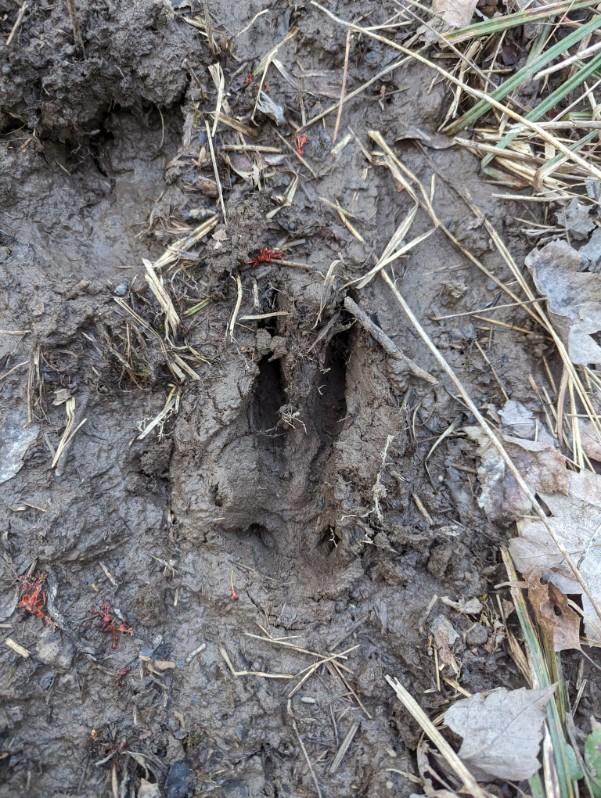 HLRBO Hunting Lease 70 acres in St. Lawrence County,New York