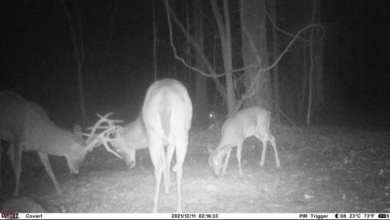 HLRBO Hunting Lease 1250 acres in Geneva County,Alabama