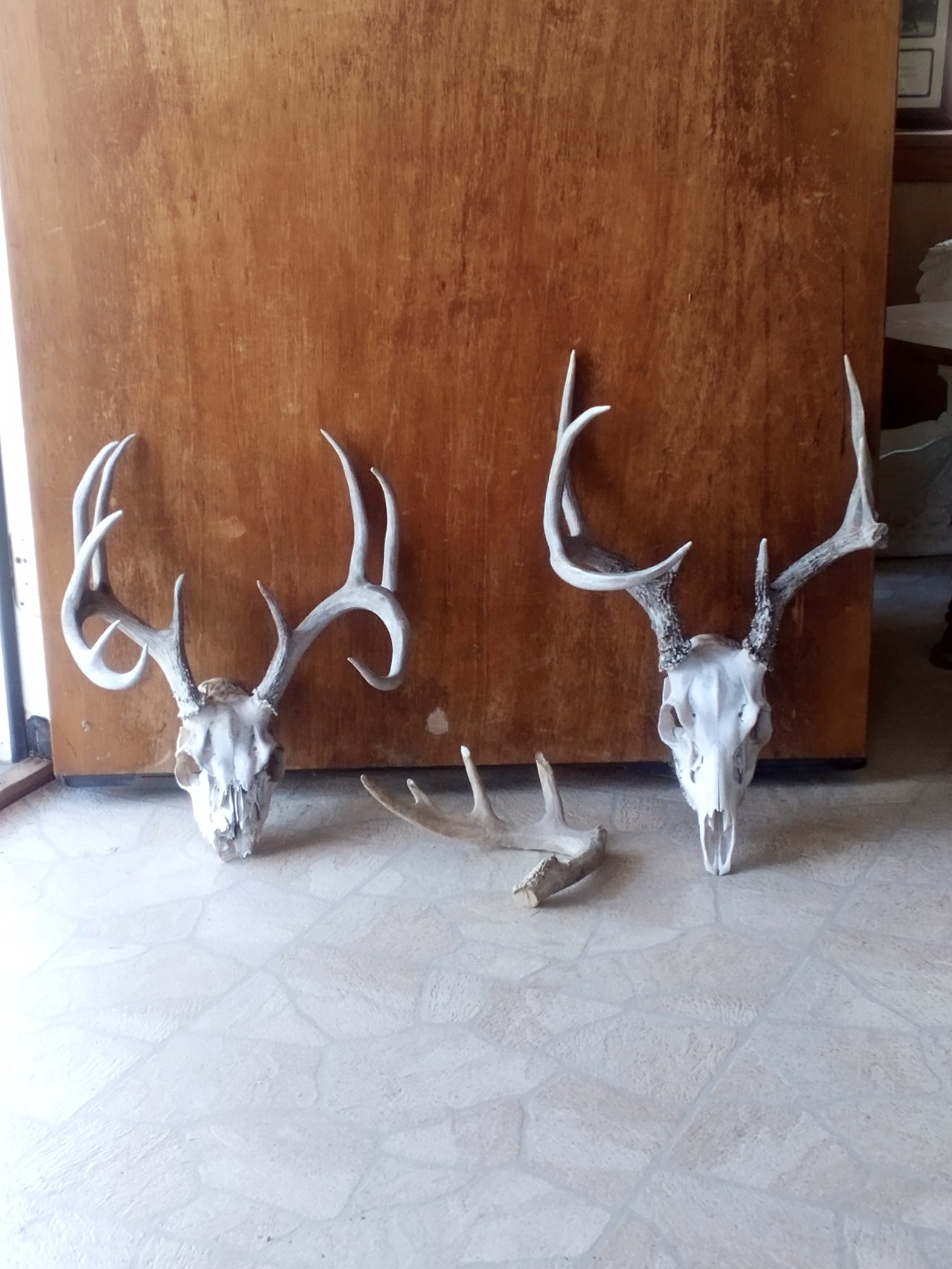 HLRBO Hunting Lease 50 acres in Lavaca County,Texas