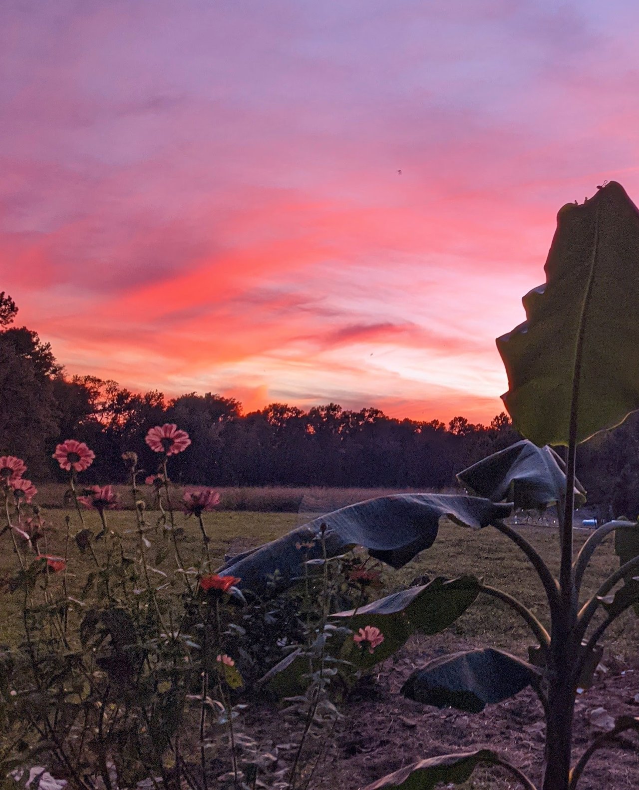 HLRBO Hunting Lease 21 acres in Berkeley County,South Carolina