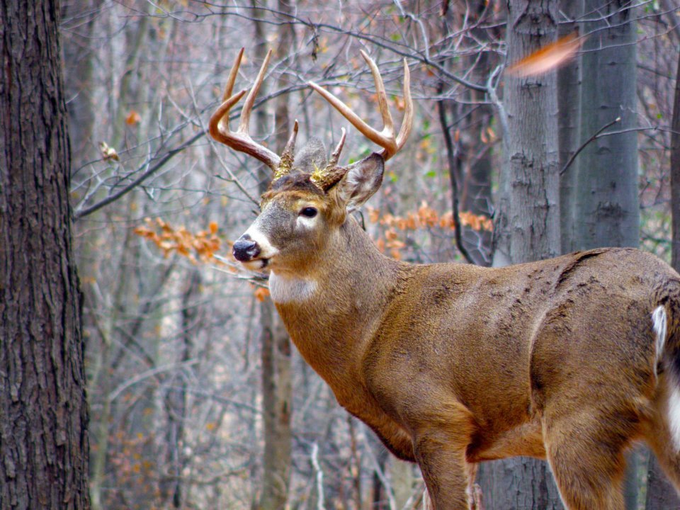 HLRBO Hunting Lease 33 acres in McKean County,Pennsylvania