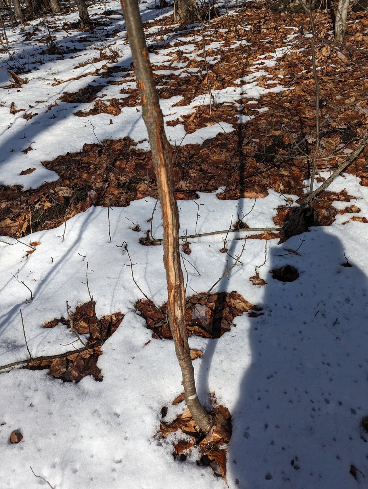 HLRBO Hunting Lease 63 acres in Cortland County,New York