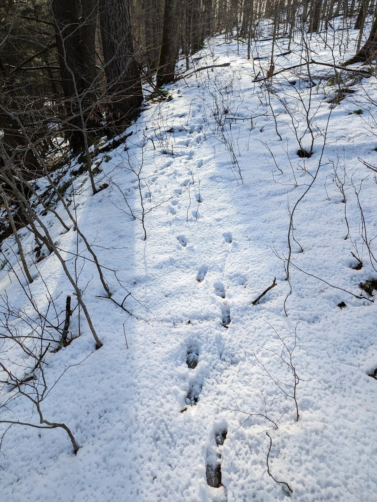 HLRBO Hunting Lease 63 acres in Cortland County,New York