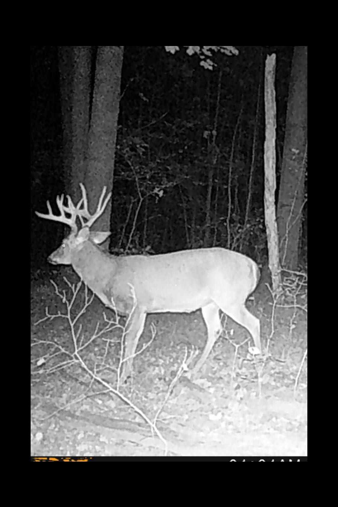 HLRBO Hunting Lease 700 acres in Ohio County,Kentucky