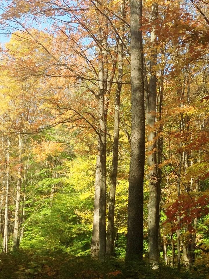 HLRBO Hunting Lease 33 acres in McKean County,Pennsylvania