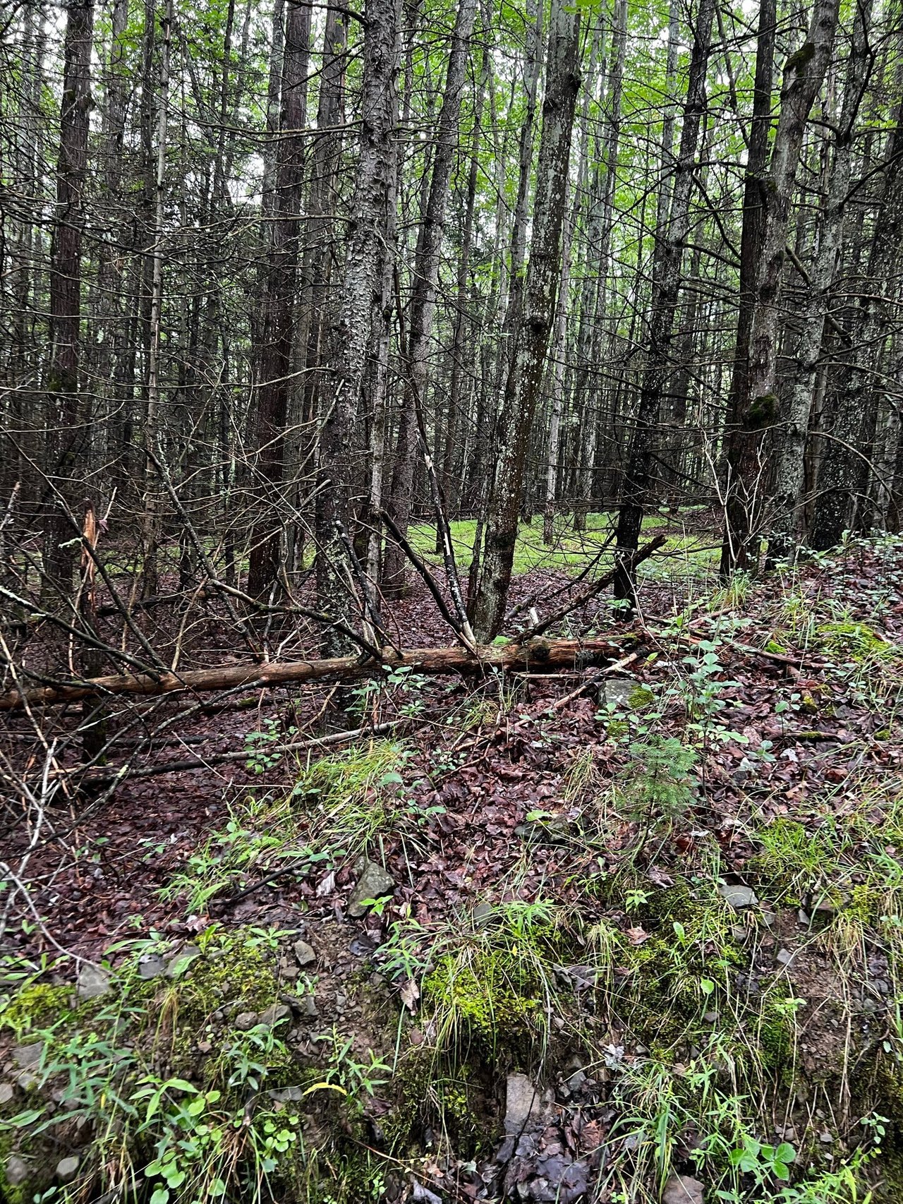 HLRBO Hunting Lease 104 acres in Allegany County,New York