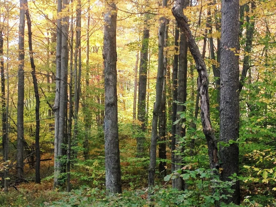 HLRBO Hunting Lease 33 acres in McKean County,Pennsylvania