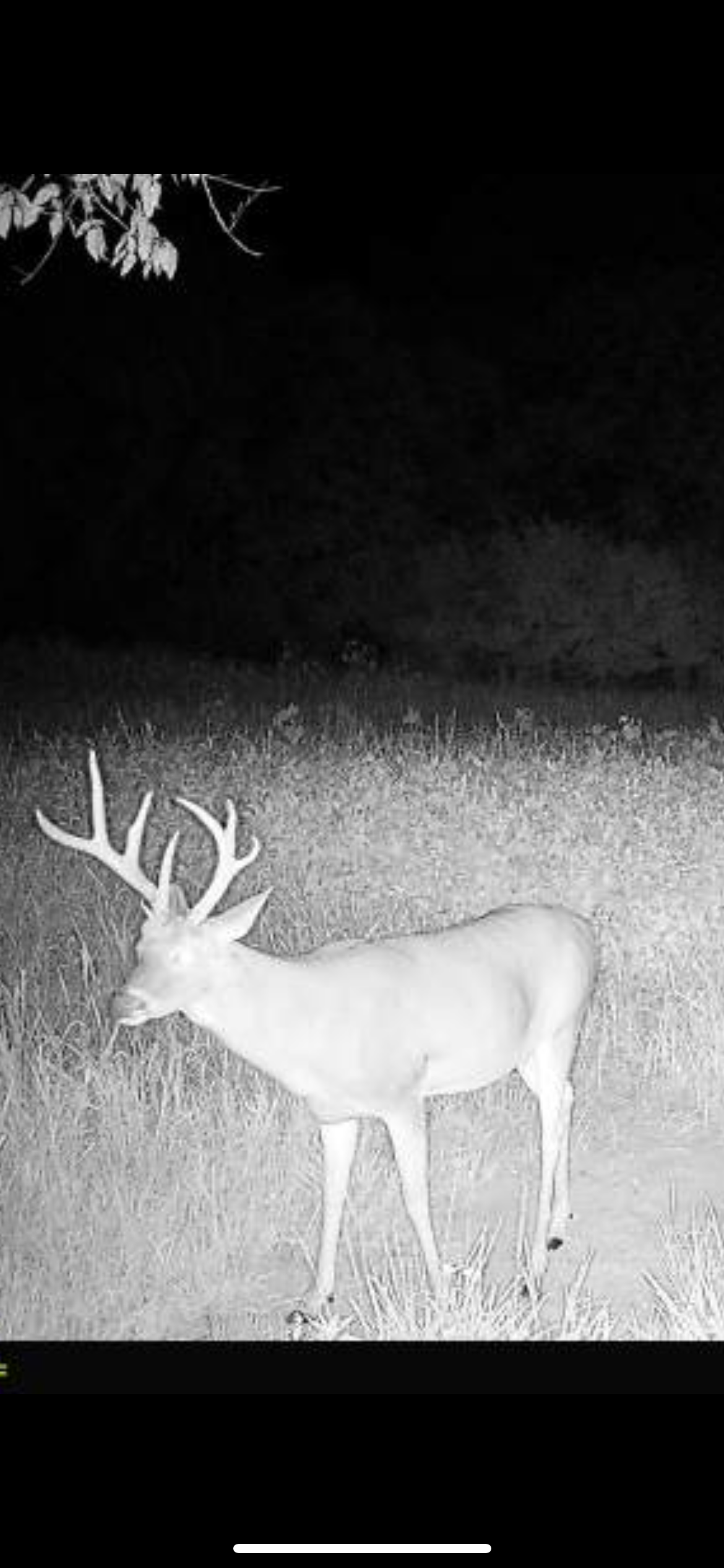 HLRBO Clinton,Missouri Hunting Lease 8,800.00 Per Year