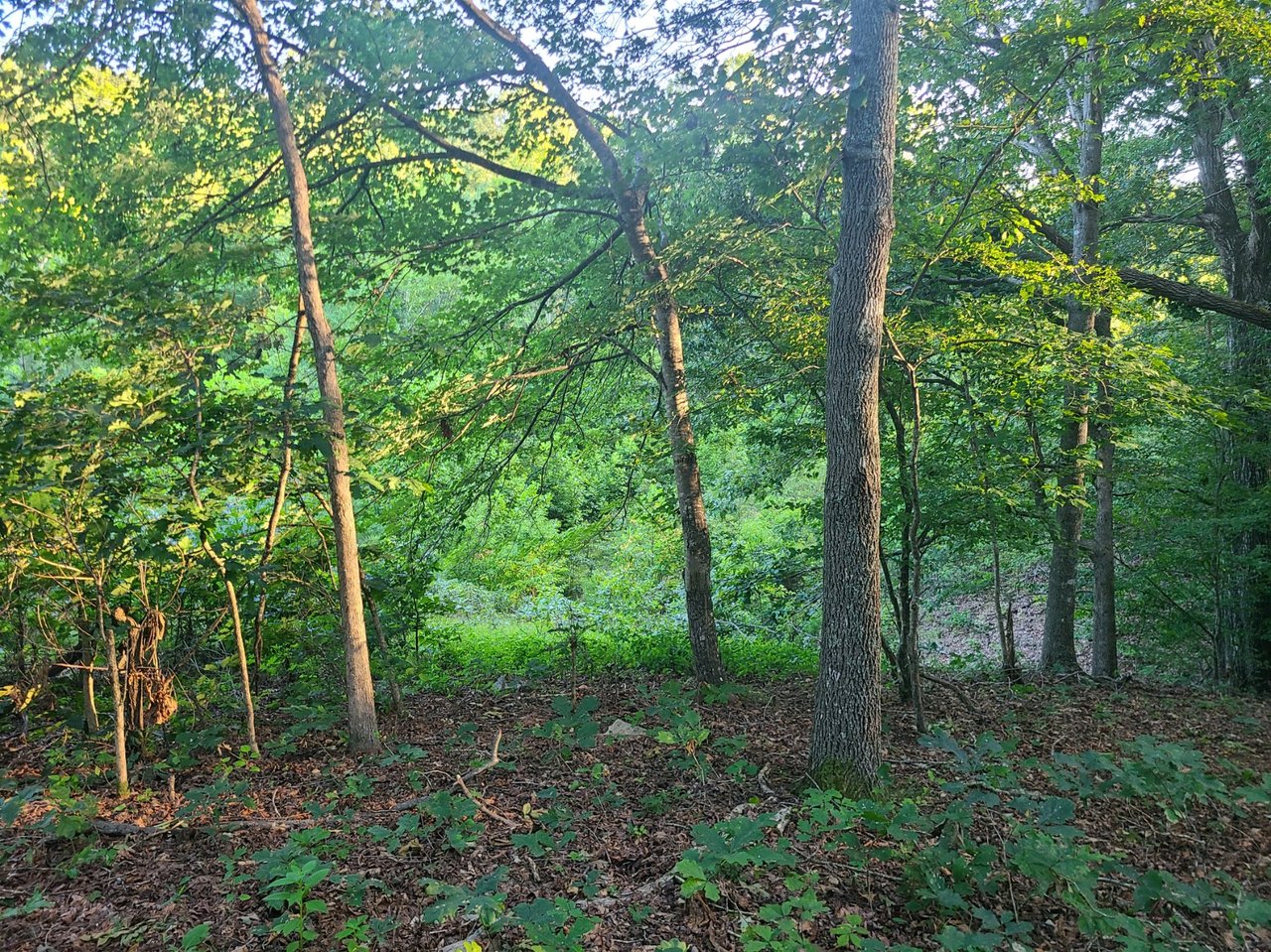 HLRBO Hunting Lease 116 acres in Amherst County,Virginia