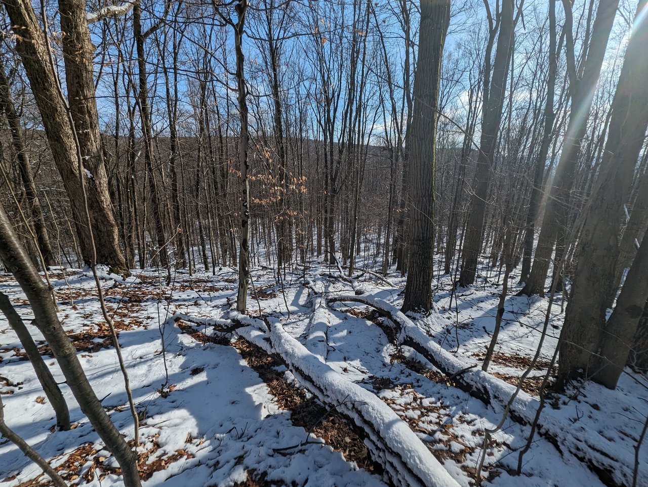 HLRBO Hunting Lease 63 acres in Cortland County,New York