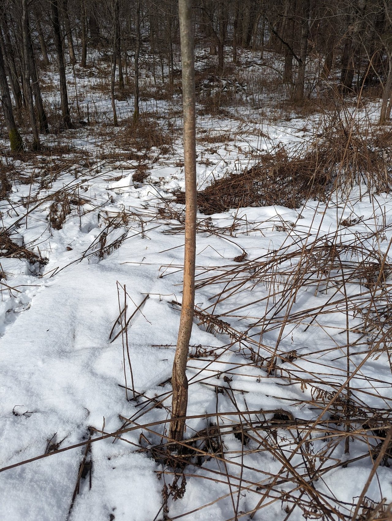 HLRBO Hunting Lease 63 acres in Cortland County,New York