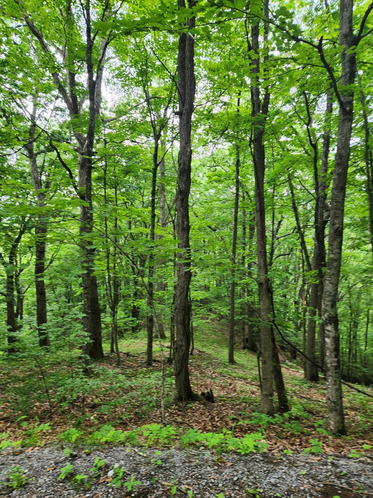 HLRBO Hunting Lease 123 acres in Greenbrier County,West Virginia